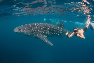 Ningaloo Reef Whale Shark Snorkeling Adventure Apr-July Ningaloo Reef Whale Shark Snorkeling Adventure Apr-July