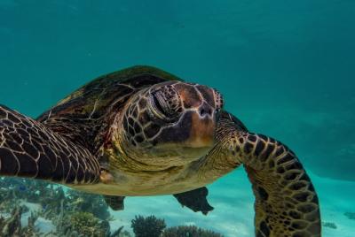 Half Day Turtle Tour on the Ningaloo Reef, Exmouth Half Day Turtle Tour on the Ningaloo Reef, Exmouth