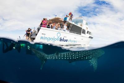VIP luxury chartered escapes, exploring the reef at your own pace VIP luxury chartered escapes, exploring the reef at your own pace