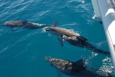 Fraser Island & Dolphin Sailing Adventure Fraser Island & Dolphin Sailing Adventure