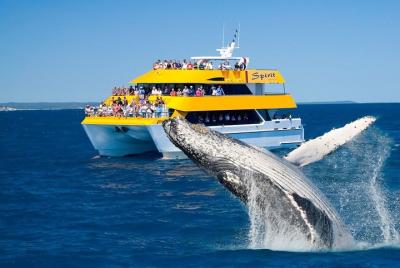 Spirit of Hervey Bay Whale Watching Cruise Spirit of Hervey Bay Whale Watching Cruise