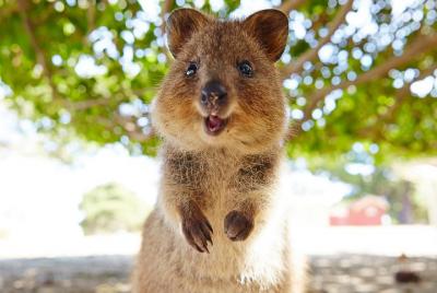 Rottnest Island Tour from Perth or Fremantle including Bus Tour Rottnest Island Tour from Perth or Fremantle including Bus Tour