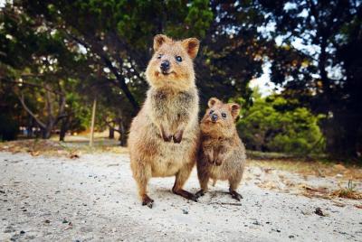 Rottnest Island All-Inclusive Grand Island Tour from Fremantle Rottnest Island All-Inclusive Grand Island Tour from Fremantle