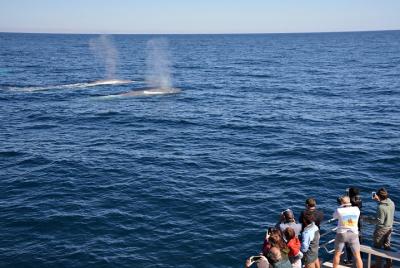Blue Whale Perth Canyon Expedition Blue Whale Perth Canyon Expedition
