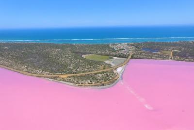 Pink Lake + Abrolhos Islands Nature Tour