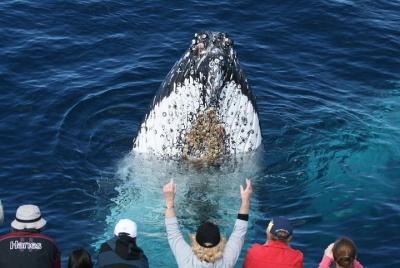 SALE! Whale Watching Tour Gold Coast  SALE! Whale Watching Tour Gold Coast