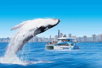 Whale Watching by Sea World Cruises Whale Watching by Sea World Cruises