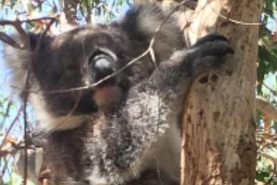 Towerhill Wildlife Tour