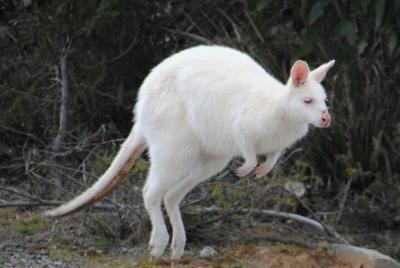 Small-Group Day Trip from Hobart to Bruny Island