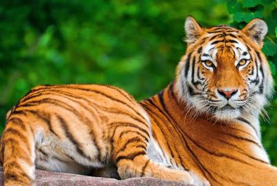 12 Days - The Best Of India -yoga, Tiger And Taj Mahal 12 Days - The Best Of India -yoga, Tiger And Taj Mahal