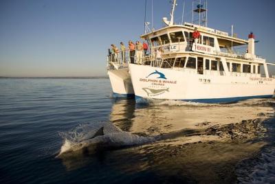 Jervis Bay Dolphin Watch Cruise Jervis Bay Dolphin Watch Cruise