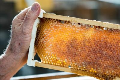 Fine Flavours - Full Day Kangaroo Island Food & Wine Tour