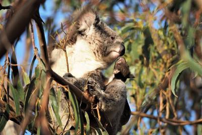 2-Hour Koala Walking Tour in Kangaroo Island 2-Hour Koala Walking Tour in Kangaroo Island