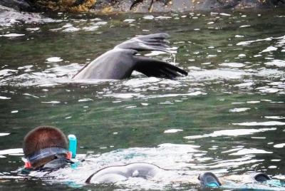 Kangaroo Island Ocean Safari - Snorkeling Safari