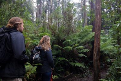 3 Hour Rainforest Walking Tour in Badger Creek 3 Hour Rainforest Walking Tour in Badger Creek