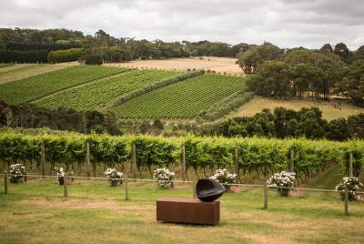 Montalto Vineyard: Mornington Peninsula Discovery Wine Tasting and Lunch