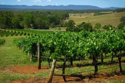 Small Group All Inclusive Hunter Valley Wine Tasting Tour from Sy Small Group All Inclusive Hunter Valley Wine Tasting Tour from Sy