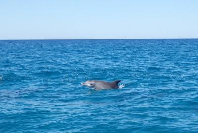 Noosa Wild Dolphin Safari Noosa Wild Dolphin Safari