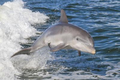 Noosa Oceanrider Scenic Dolphin Safari Noosa Oceanrider Scenic Dolphin Safari