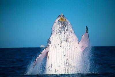 Whale Watching Cruise from Mooloolaba Whale Watching Cruise from Mooloolaba