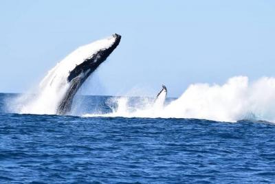 Noosa Whale Watching Noosa Whale Watching