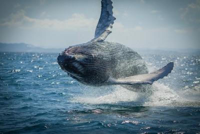 2-Hour Guided Whale Watching Tour at Noosa 2-Hour Guided Whale Watching Tour at Noosa