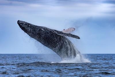 Adventure Whale Watching Tour Mooloolaba Adventure Whale Watching Tour Mooloolaba