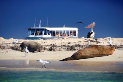 Dolphin, Penguin and Sea Lion Cruise Dolphin, Penguin and Sea Lion Cruise