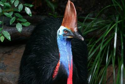 Wildlife Habitat Port Douglas