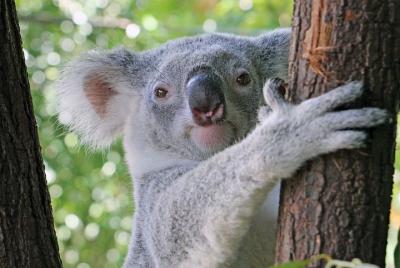 Virtual Interactive Australian Wildlife Tour With Private Guide-W