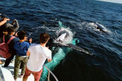 Half-Day Whale Watching and Canal Cruise from Surfers Paradise Half-Day Whale Watching and Canal Cruise from Surfers Paradise
