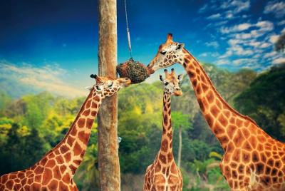 Croc Express to Australia Zoo from Gold Coast