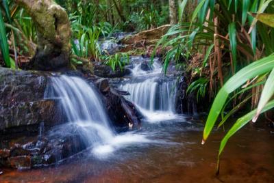 Glow Worms Private Tour - Nocturnal Rainforest Walk Glow Worms Private Tour - Nocturnal Rainforest Walk