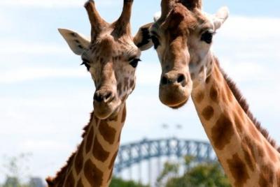 Sydney Harbour Ferry with Taronga Zoo Entry Ticket Sydney Harbour Ferry with Taronga Zoo Entry Ticket