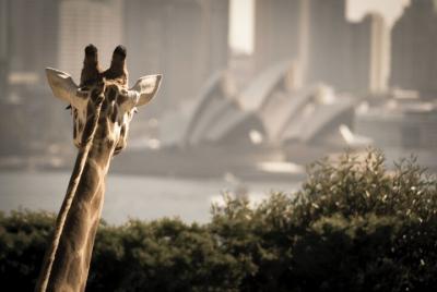 Sydney Harbour Hop On Hop Off Cruise with Taronga Zoo entry Sydney Harbour Hop On Hop Off Cruise with Taronga Zoo entry