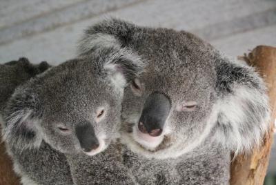 Featherdale Wildlife Park General Admission