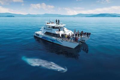 Auckland Dolphin and Whale Watching Eco-Safari Cruise Auckland Dolphin and Whale Watching Eco-Safari Cruise