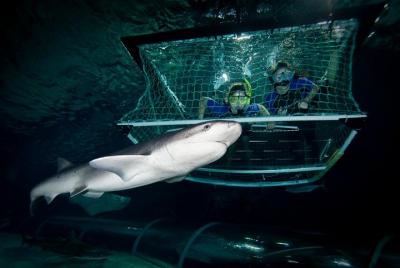 SEA LIFE Kelly Tarlton SEA LIFE Kelly Tarlton's Aquarium Shark Cage Experience