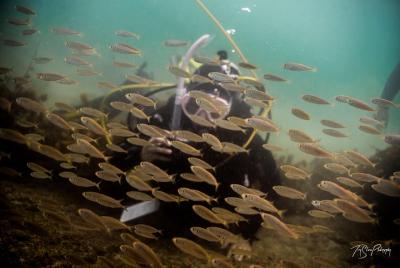 Half day Guided Dive Tour, Goat Island Marine Reserve Half day Guided Dive Tour, Goat Island Marine Reserve
