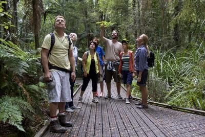 Bay of Islands Shore Excursion: Puketi Rainforest Guided Walk Bay of Islands Shore Excursion: Puketi Rainforest Guided Walk