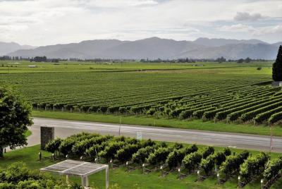 Full day guided wine tour (Not suitable for cruise ship passenger Full day guided wine tour (Not suitable for cruise ship passenger
