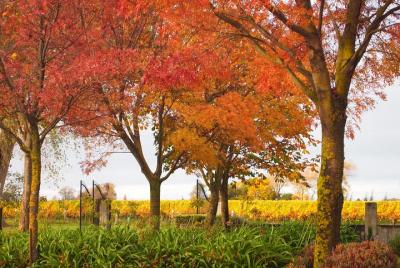 Winter Wine and Scenic Private Delights Tour of Blenheim
