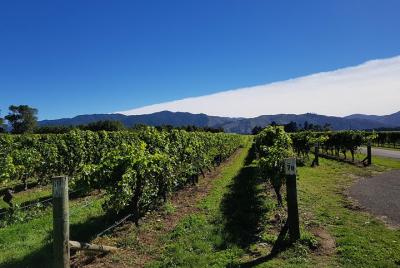 Half-Day Wine Tour in Marlborough with Wine Tasting