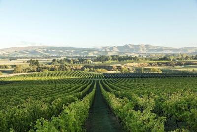 A Waipara Wine Experience with Giles Tours, includes wine tasting A Waipara Wine Experience with Giles Tours, includes wine tasting
