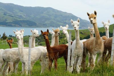Akaroa Eco-Safari with Alpaca Farm Tour and Wine Tasting Akaroa Eco-Safari with Alpaca Farm Tour and Wine Tasting