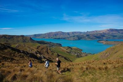 1-Day Guided Walking Tour and Picnic on Banks Peninsula 1-Day Guided Walking Tour and Picnic on Banks Peninsula