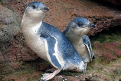 Full-day Akaroa Tour with Penguins Safari and Wine Tasting Full-day Akaroa Tour with Penguins Safari and Wine Tasting