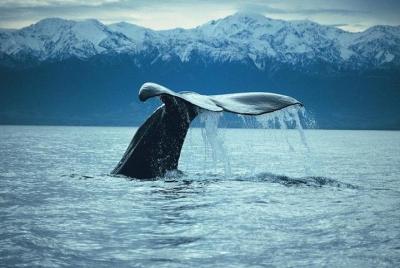 Kaikoura Whale Watch Day Tour from Christchurch Kaikoura Whale Watch Day Tour from Christchurch