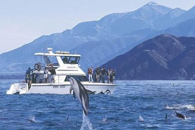 Kaikoura Swim with Dolphins Tour from Christchurch Kaikoura Swim with Dolphins Tour from Christchurch