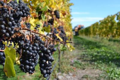Waipara Wine Trail Morning Tour from Christchurch Waipara Wine Trail Morning Tour from Christchurch